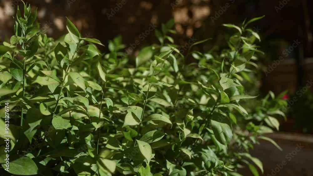 Close-up of a vibrant ruscus aculeatus plant with lush green leaves outdoors in mallorca, balearic islands, under natural sunlight. Close-up of a vibrant ruscus aculeatus plant with lush green leaves outdoors in mallorca, balearic islands, under natural sunlight.