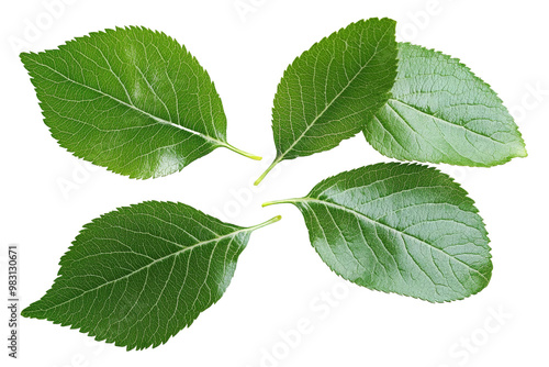 Set of apple leaf, isolated on white background, clipping path, full depth of field