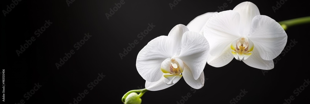 Obraz premium A tight shot of two white orchids against a black backdrop, featuring a green stem in the front