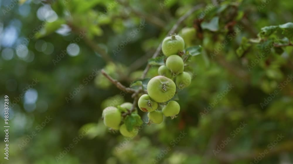 Wild crabapple fruits growing on a branch in an outdoor setting in mallorca with lush green foliage and a blurred background highlighting the natural environment Wild crabapple fruits growing on a branch in an outdoor setting in mallorca with lush green foliage and a blurred background highlighting the natural environment