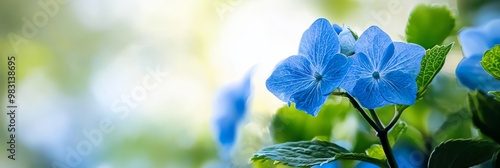  A tight shot of a blue bloom against a backdrop of out-of-focus green foliage photo