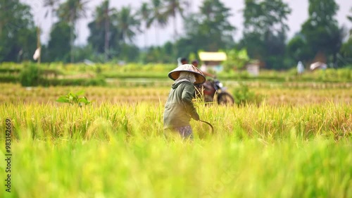 Indonesian farmer in Indonesia harvesting rice in fields during harvest season in Ubud, Bali. Balinese workers. 