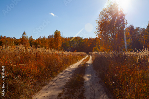 Alley in autumn golden yellow birch grove at sunset time