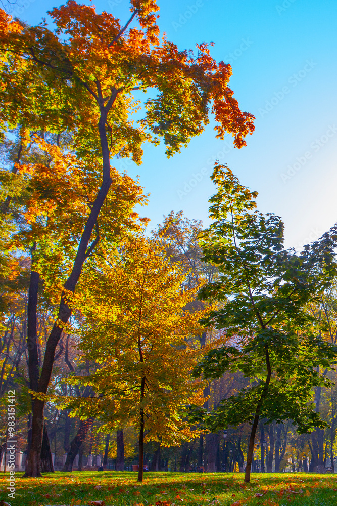 Naklejka premium Golden colourful autumn in Maryinskyi park in Kyiv, Ukraine