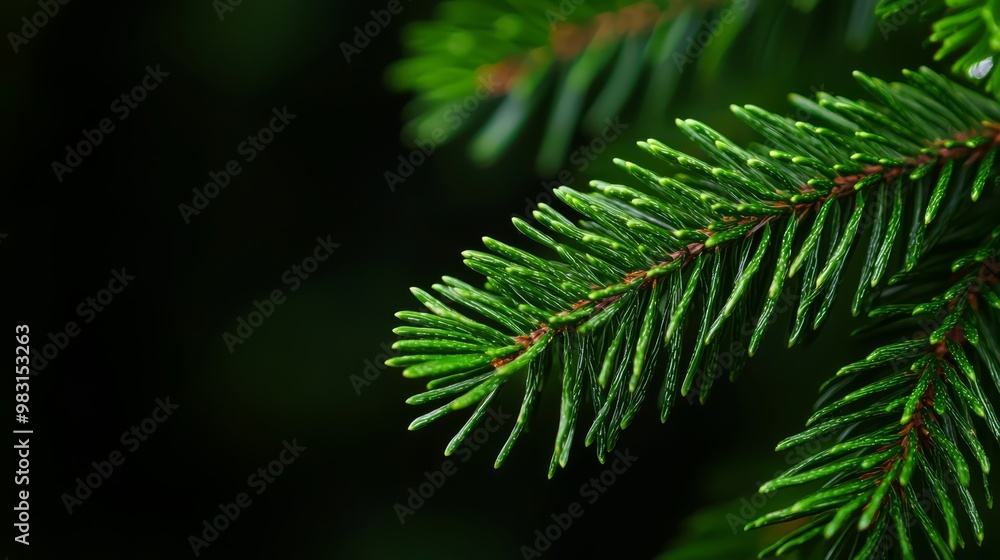 A pine tree branch, with green needles and red tips, against a black backdrop A pine tree branch, with green needles and red tips, against a black backdrop