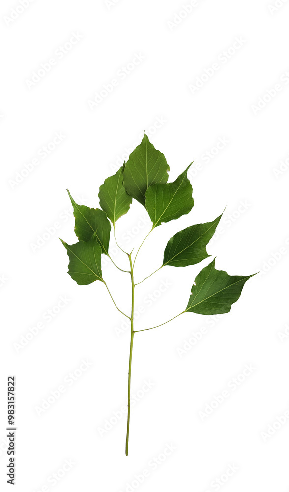 Twig of kurrajong tree (Brachychiton populneus) with green leaves in september Twig of kurrajong tree (Brachychiton populneus) with green leaves in september