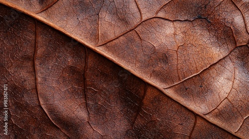  A close-up view of a leaf's brown, textured surface, with light entering from the top and illuminating the lower portion