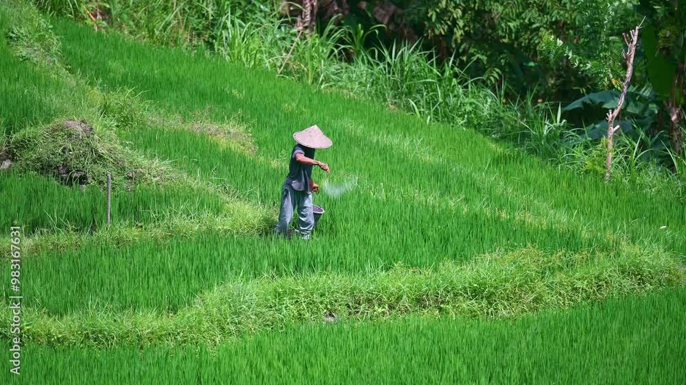 Indonesian farmer planting rice by hands in wet terrace field near Ubud Bali. Indonesia agriculture. Indonesian farmer planting rice by hands in wet terrace field near Ubud Bali. Indonesia agriculture.
