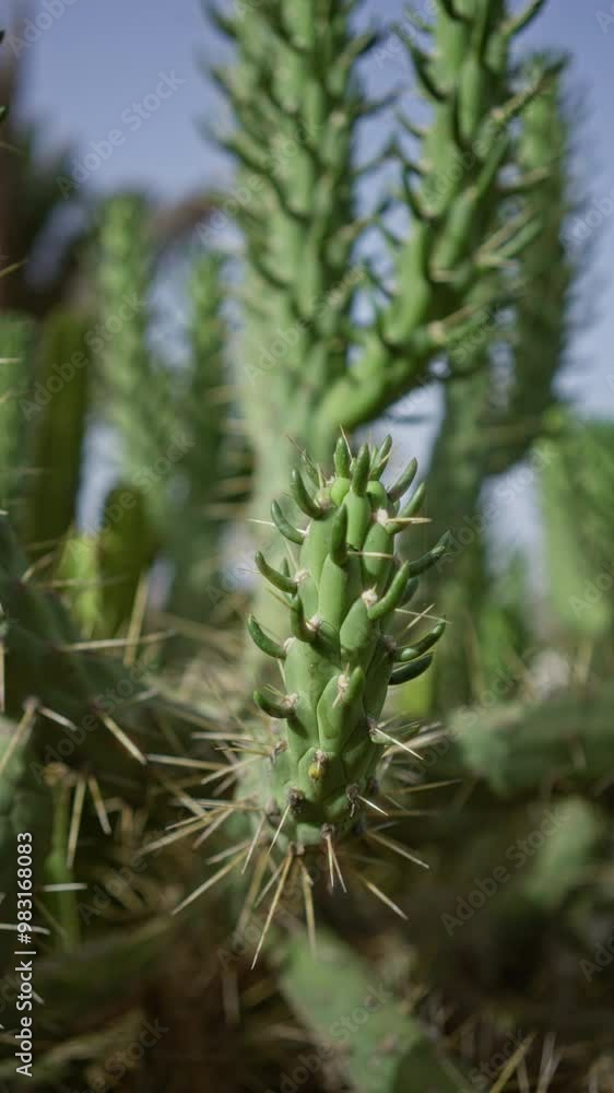 Euphorbia canariensis cacti in outdoor daylight at cactus garden in lanzarote canary islands beautifully display their spiky green structures with a blurred natural background. Euphorbia canariensis cacti in outdoor daylight at cactus garden in lanzarote canary islands beautifully display their spiky green structures with a blurred natural background.