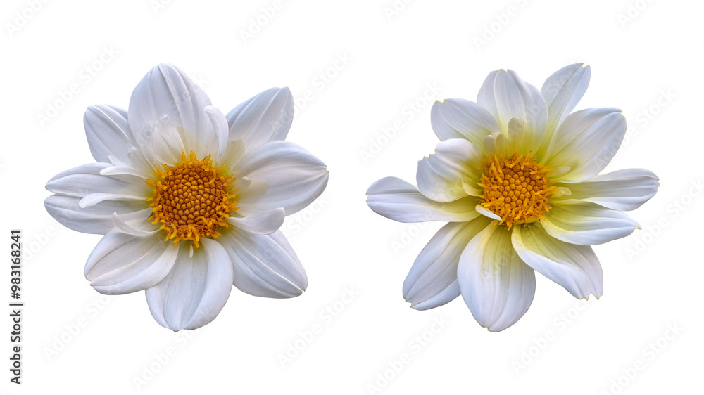 Obraz premium White dahlia flowers isolated on transparent background