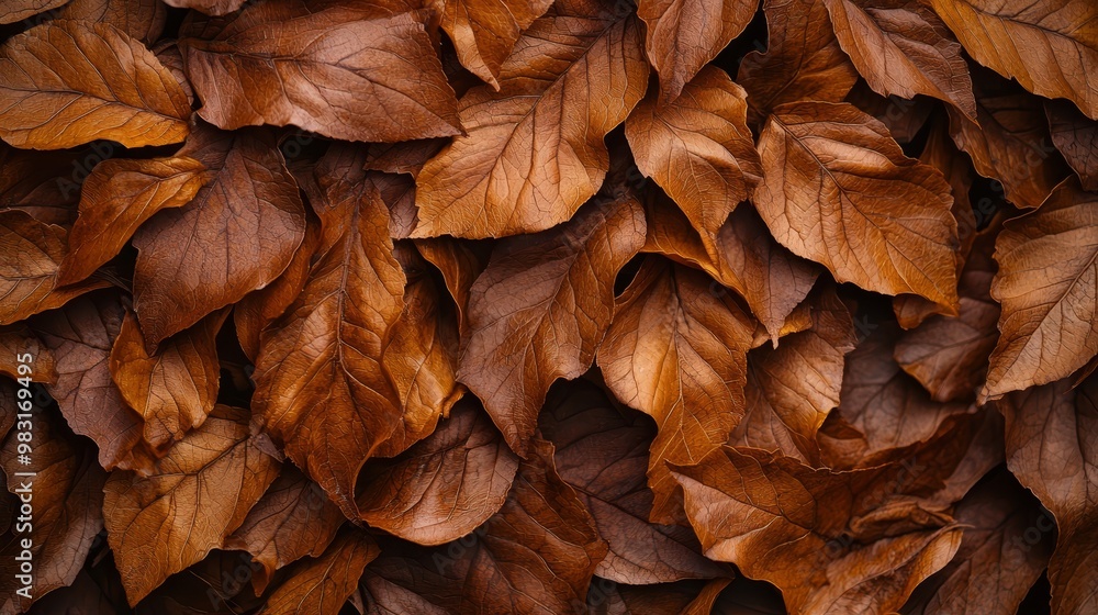 A large pile of brown leaves stacked upon one another, resting atop a deeper layer of brown leaves A large pile of brown leaves stacked upon one another, resting atop a deeper layer of brown leaves