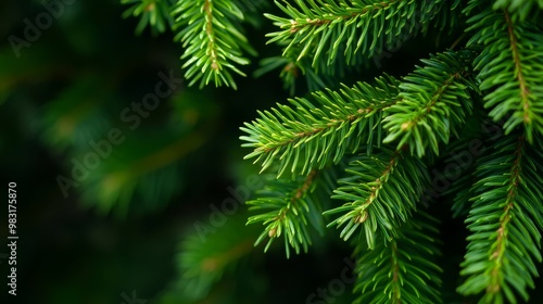  A tight shot of pine tree needles, with softly blurred background of adjacent needles and branches