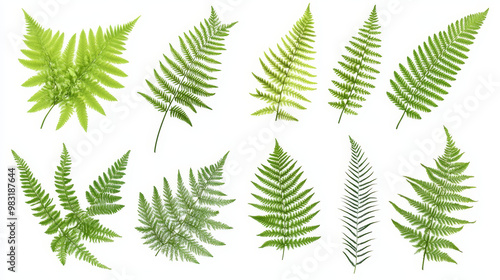 "Collection of fresh fern leaves isolated on a white background, showcasing a variety of shapes and sizes. This set of cut-out elements includes diverse fern types, ideal for use in forest, r