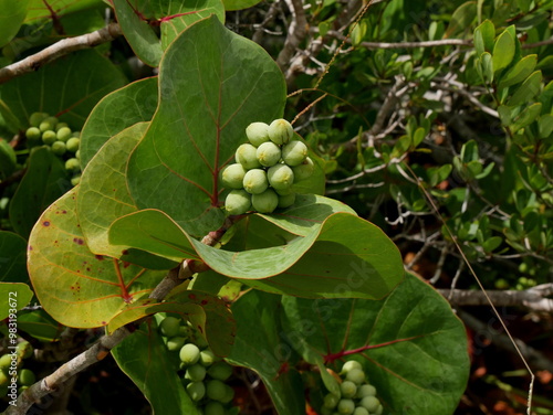 green fruit in grape like cluster on sea grape or coccoloba uvifera plant in caribbean island photo