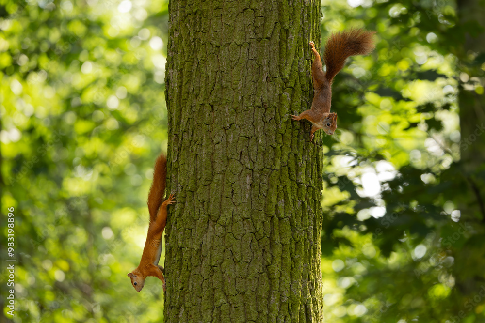 Cute and playful squirrel. Amazing small and cute animal. Very fast, jumping from one tree to another. Eating seeds and nuts. Red, orange or brown furry rodent. Natural cutie, lovely animal. Cute and playful squirrel. Amazing small and cute animal. Very fast, jumping from one tree to another. Eating seeds and nuts. Red, orange or brown furry rodent. Natural cutie, lovely animal.