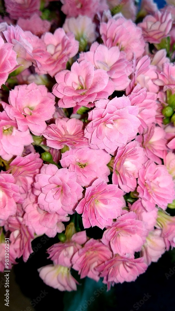 Beautiful pink kalanchoe flowers are blooming, creating a stunning display of nature's beauty Beautiful pink kalanchoe flowers are blooming, creating a stunning display of nature's beauty