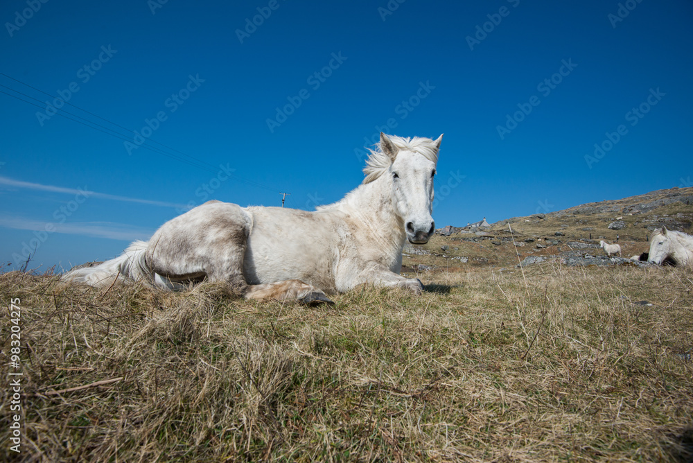 Obraz premium Eriskey Pony on the Isle of Eriskay Outer Hebrides, a group of western isles in Scotland. In the blue sky on a spring/summer morning