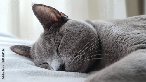 Creative Resting Grey Cat on White Bed with Sunlit Background. photo