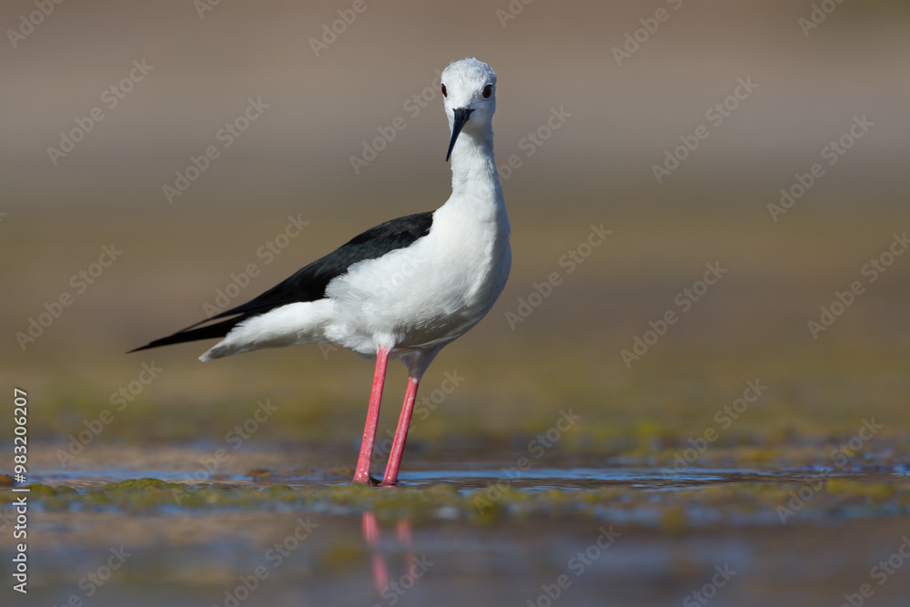 Cute water bird. Colorful nature background. Bird: Black winged Stilt (Himantopus himantopus). Close up Isolated Detail, Low point of view eye level Cute water bird. Colorful nature background. Bird: Black winged Stilt (Himantopus himantopus). Close up Isolated Detail, Low point of view eye level