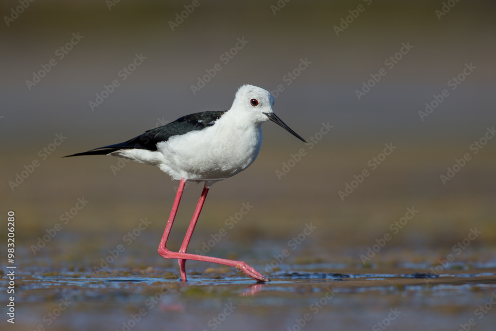 Cute water bird. Colorful nature background. Bird: Black winged Stilt (Himantopus himantopus). Close up Isolated Detail, Low point of view eye level Cute water bird. Colorful nature background. Bird: Black winged Stilt (Himantopus himantopus). Close up Isolated Detail, Low point of view eye level