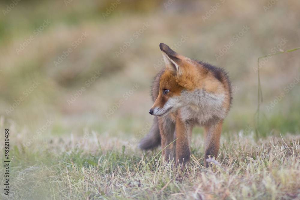 Baby red fox, vulpes vulpes, climbing on mossed stump in spring nature. Young orange mammal looking to the camera in open grassland, in a park in the United Kingdom Baby red fox, vulpes vulpes, climbing on mossed stump in spring nature. Young orange mammal looking to the camera in open grassland, in a park in the United Kingdom