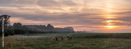 three horses and pony in aisne valley near charleville in champagne-ardenne during sunrise photo