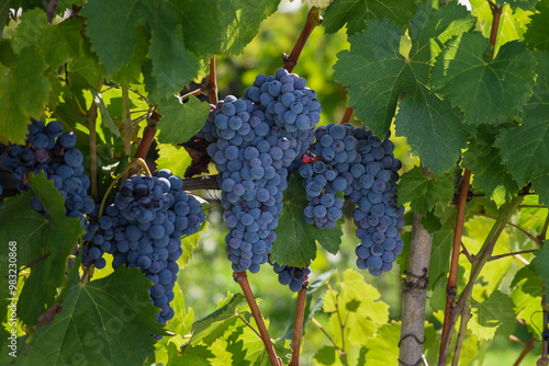 Vigna con grappoli di uva rossa