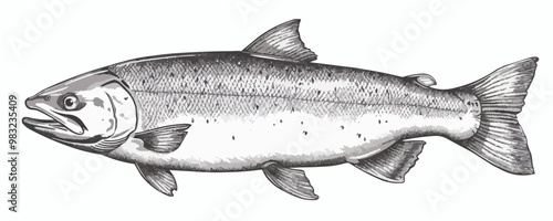 Salmon fish sketch hand drawn line art. vector simple illustration
