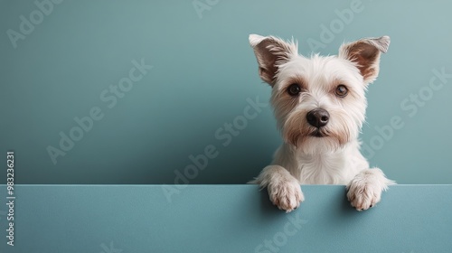 Adorable small white dog sits on pink rug in a cozy room with soft natural light