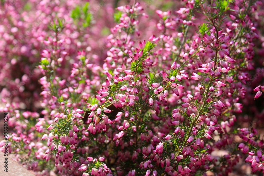 Vibrant pink heather flowers in full bloom Vibrant pink heather flowers in full bloom