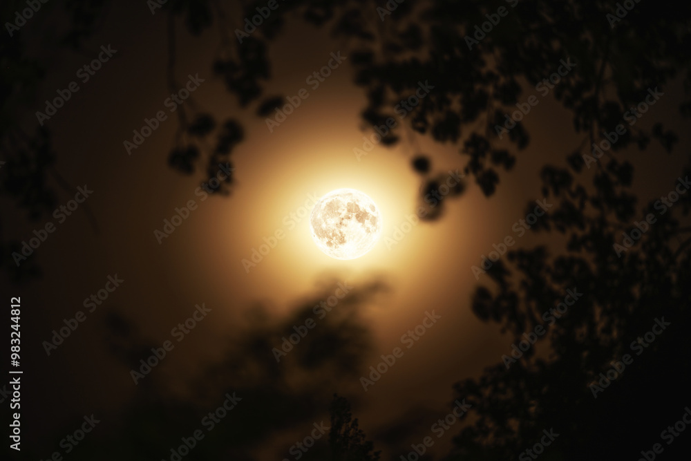 Hell strahlender Vollmond zwischen den Blättern einiger Bäume