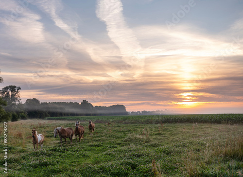 three horses and pony in aisne valley near charleville in champagne-ardenne during sunrise photo