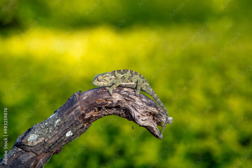Chameleon on the branc Chameleon on the branc