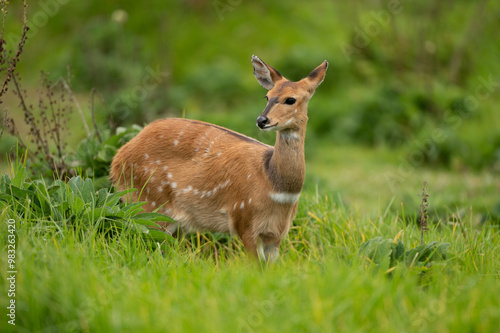 deer in the grass