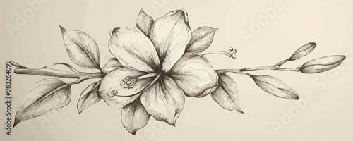 Vanilla flower sketch hand drawn line. vector simple illustration