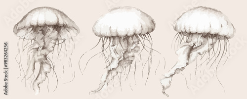 Jellyfish | Minimalist and Simple set of 3 Line White background - Vector illustration