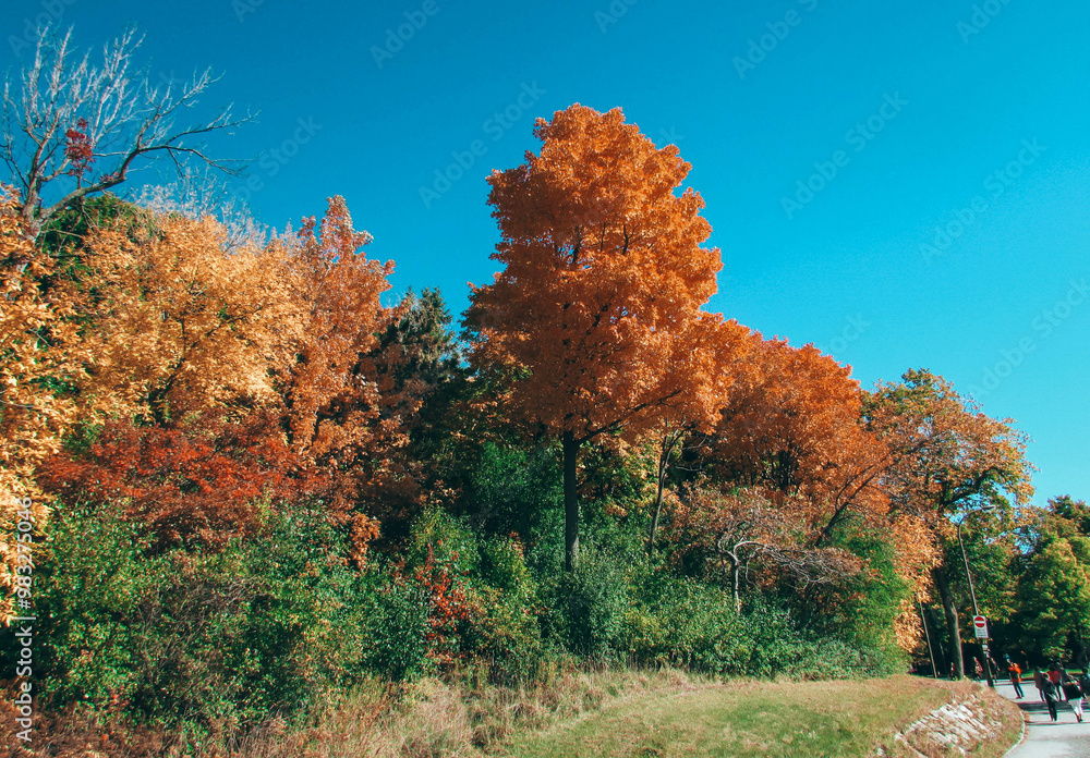 Parc du Mont-Royal, Montreal in the fall season Parc du Mont-Royal, Montreal in the fall season