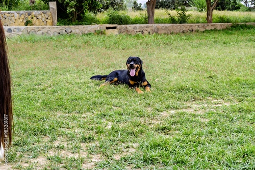 A Rottweiler dog lounging on green grass in a serene outdoor setting.