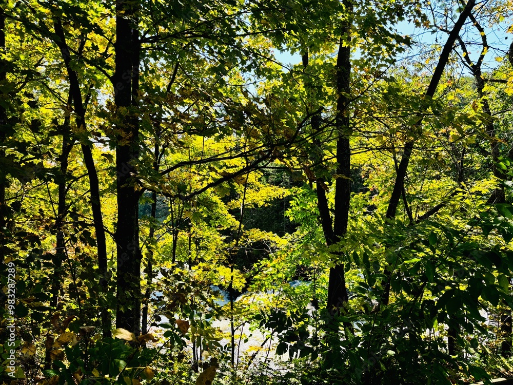 Obraz premium sun shining through the trees