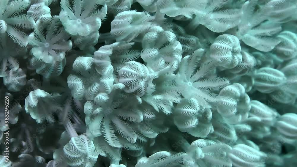 Close-up of opening-closing polyps of White pulse soft coral (Heteroxenia fuscescens). Close-up of opening-closing polyps of White pulse soft coral (Heteroxenia fuscescens).