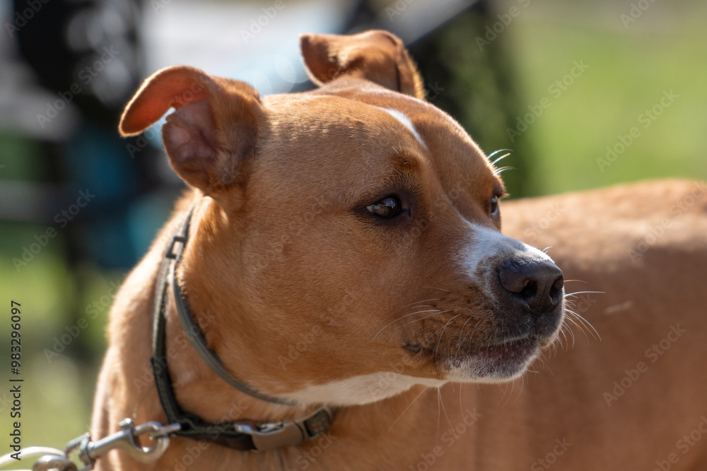 A Carolina dog or medium sized yellow dog sitting in a grassy meadow. The dixie dingo has a ginger colored short hair fur coat and broad snout. The pet has pointy ears and an athletic bushy body. A Carolina dog or medium sized yellow dog sitting in a grassy meadow. The dixie dingo has a ginger colored short hair fur coat and broad snout. The pet has pointy ears and an athletic bushy body.