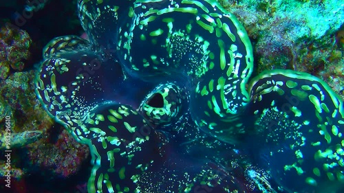Giant Clam (Tridacna gigas) with a black-green mantle slowly opens its valves.