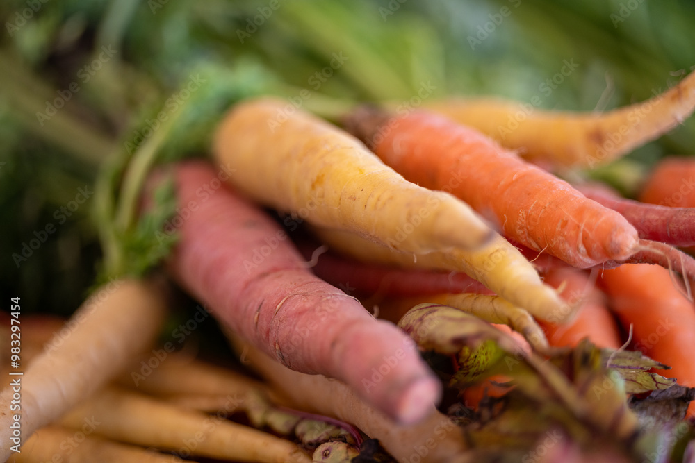 A bunch of sweet orange, yellow, and purple colored carrots on a vendor's table with green leafy stalks. The harvested vibrant colored organic root vegetable is for sale at farmers' markets. 