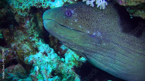 Close-up of the head of a Giant moray (Gymnothorax javanicus) peeking out of a hole in a coral reef.