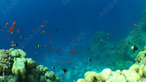 Fish Klunzinger's wrasse (Thalassoma rueppellii) against the backdrop of a coral reef and a school of Sea goldie (Pseudanthias squamipinnis), tripod. photo