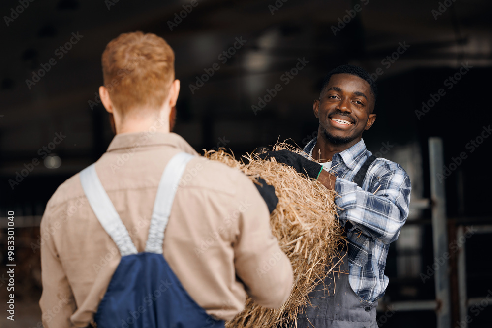 Fototapeta premium Uniformed workers work on farm preparing feed, two men carry bale of hay for cows to barn
