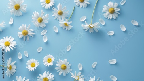 Floral frame background of Plain light blue paper structure background with blank copy space in the middle, on top of the background are smller and bigger daisy blossoms scatterd arround photo