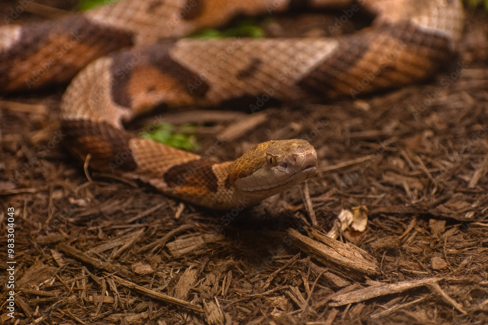 Obraz premium Close up of a Eastern Copperhead snake looking up 