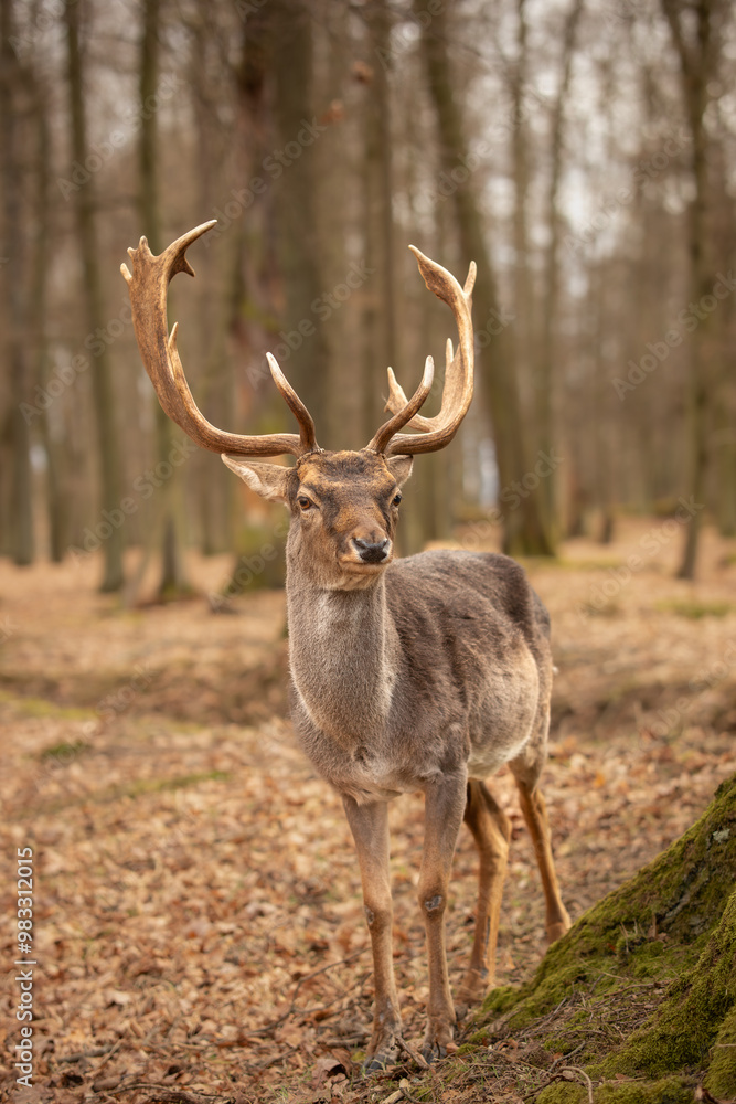 Vertical Portrait of Common Fallow Deer in Blatna Park. Adorable Buck with Antlers in Autumn Czech Republic. Vertical Portrait of Common Fallow Deer in Blatna Park. Adorable Buck with Antlers in Autumn Czech Republic.