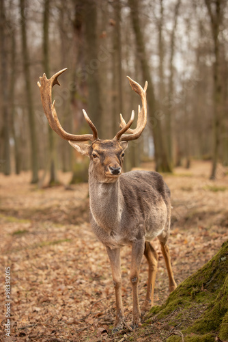 Vertical Portrait of Common Fallow Deer in Blatna Park. Adorable Buck with Antlers in Autumn Czech Republic.